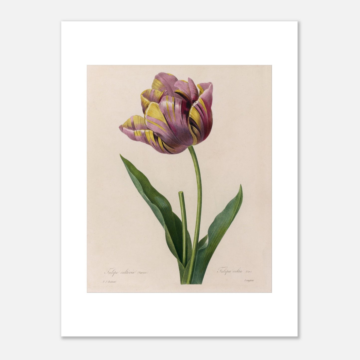 Planche botanique de Tulipe Cultivée panachée, Pierre-Joseph Redouté (30x40 cm). Planche botanique de Pierre-Joseph Redouté représentant une tulipe aux pétales rayés de violet et de jaune, avec des feuilles vertes.