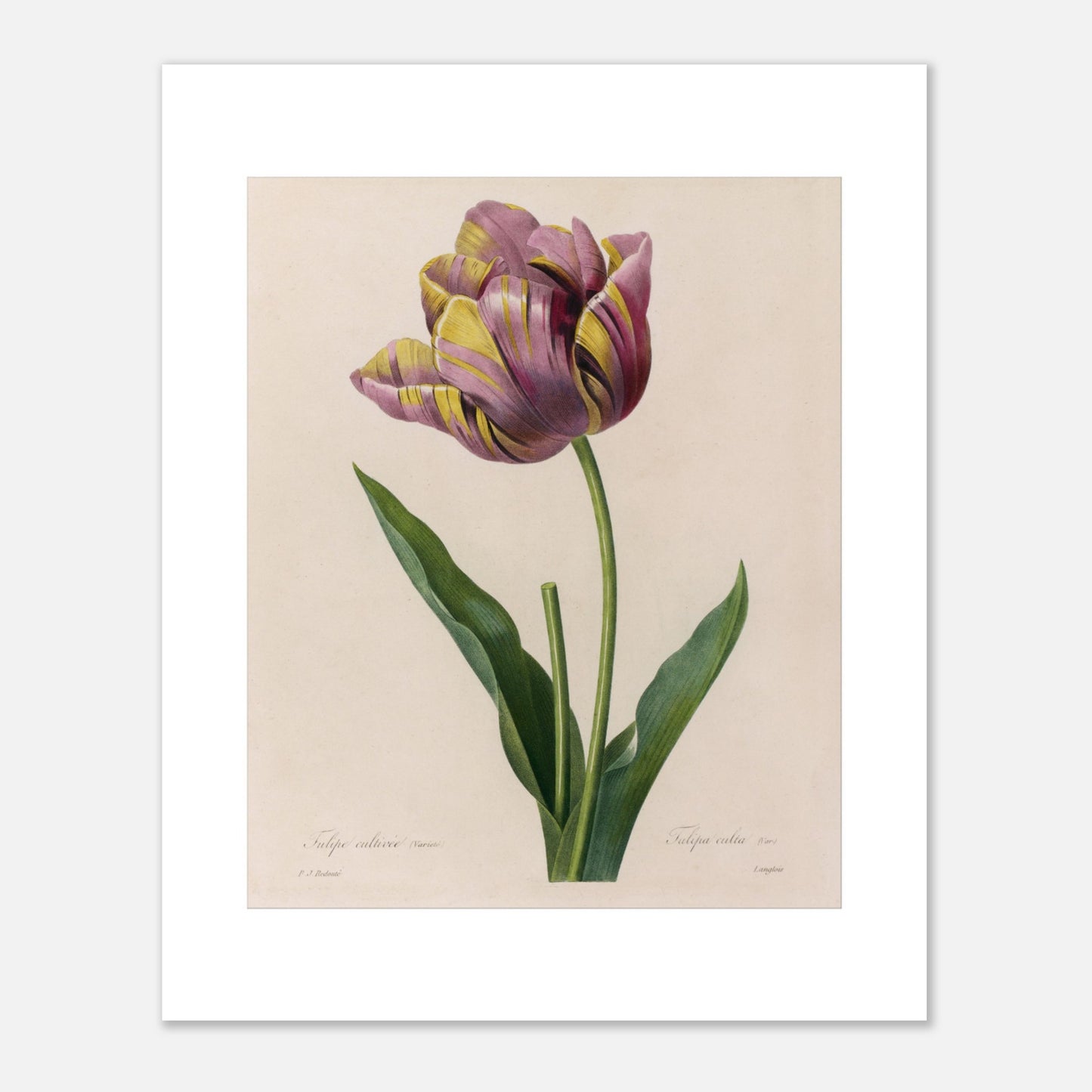 Planche botanique de Tulipe Cultivée panachée, Pierre-Joseph Redouté (40x50 cm). Planche botanique de Pierre-Joseph Redouté représentant une tulipe aux pétales rayés de violet et de jaune, avec des feuilles vertes.