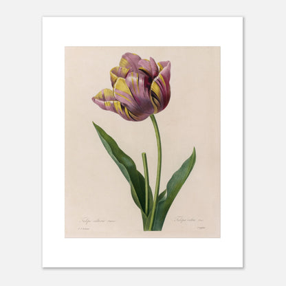 Planche botanique de Tulipe Cultivée panachée, Pierre-Joseph Redouté (40x50 cm). Planche botanique de Pierre-Joseph Redouté représentant une tulipe aux pétales rayés de violet et de jaune, avec des feuilles vertes.