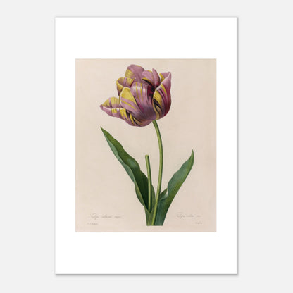 Planche botanique de Tulipe Cultivée panachée, Pierre-Joseph Redouté (42x59,4 cm (A2)). Planche botanique de Pierre-Joseph Redouté représentant une tulipe aux pétales rayés de violet et de jaune, avec des feuilles vertes.