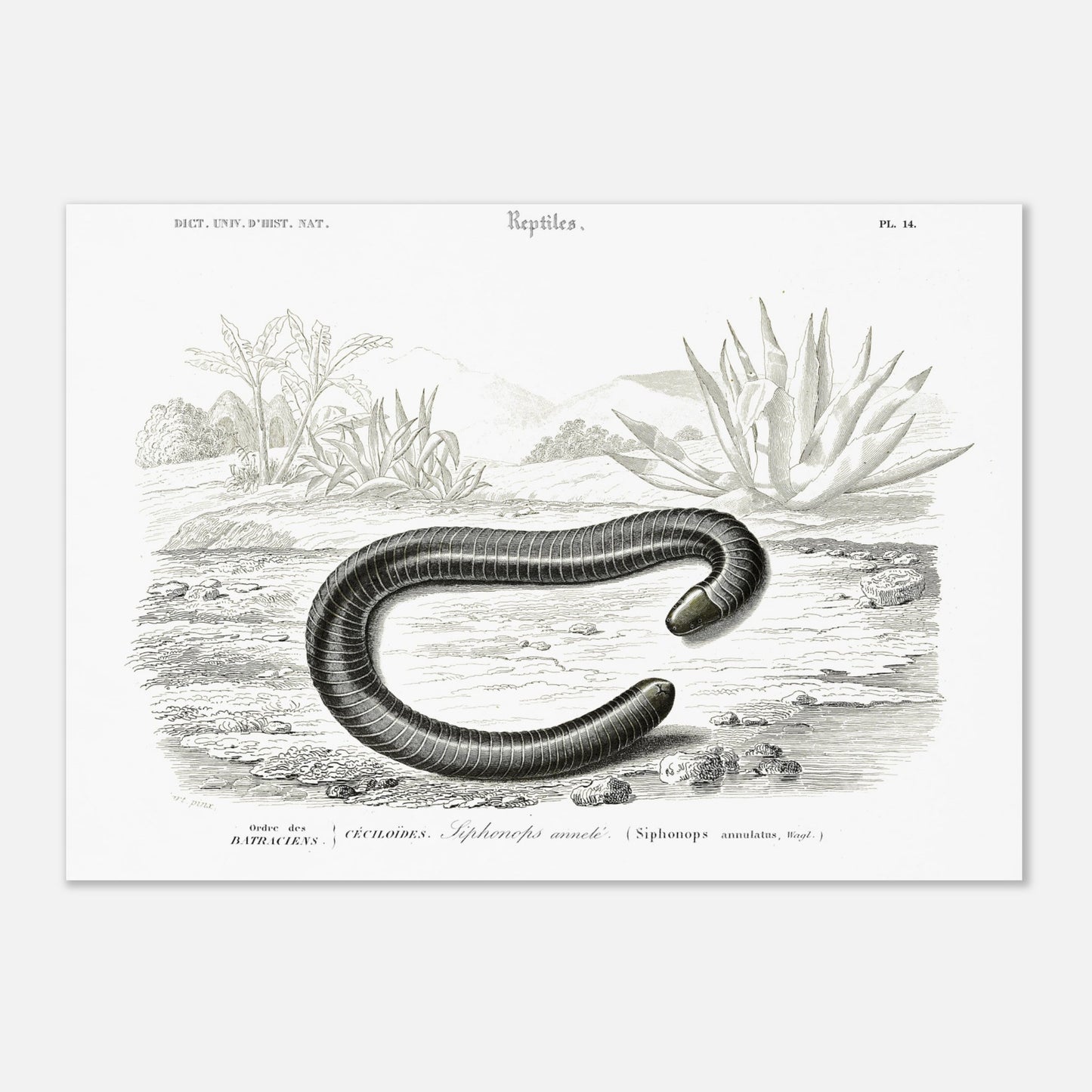 Planche scientifique Siphonops annelé - Charles d'Orbigny (29,7x42 cm (A3)). Planche d'illustration scientifique du Dictionnaire Universel d'Histoire Naturelle de Charles d'Orbigny, montrant un Siphonops annelé et d'autres mollusques gastéropodes.