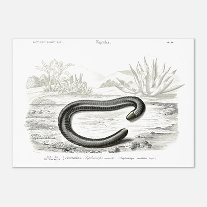 Planche scientifique Siphonops annelé - Charles d'Orbigny (29,7x42 cm (A3)). Planche d'illustration scientifique du Dictionnaire Universel d'Histoire Naturelle de Charles d'Orbigny, montrant un Siphonops annelé et d'autres mollusques gastéropodes.