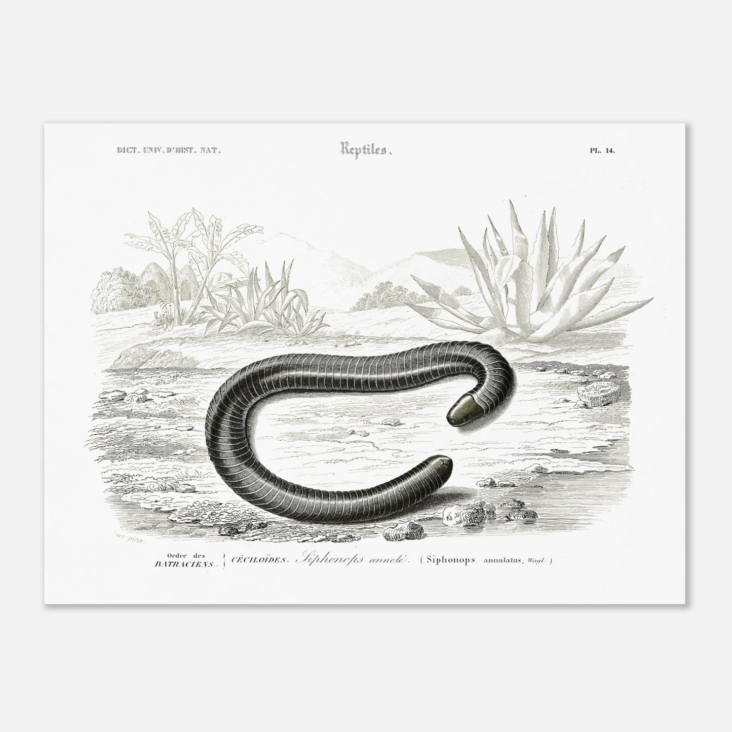 Planche scientifique Siphonops annelé - Charles d'Orbigny (30x40 cm). Planche d'illustration scientifique du Dictionnaire Universel d'Histoire Naturelle de Charles d'Orbigny, montrant un Siphonops annelé et d'autres mollusques gastéropodes.
