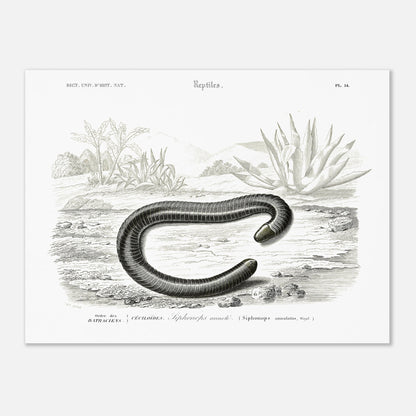Planche scientifique Siphonops annelé - Charles d'Orbigny (30x40 cm). Planche d'illustration scientifique du Dictionnaire Universel d'Histoire Naturelle de Charles d'Orbigny, montrant un Siphonops annelé et d'autres mollusques gastéropodes.