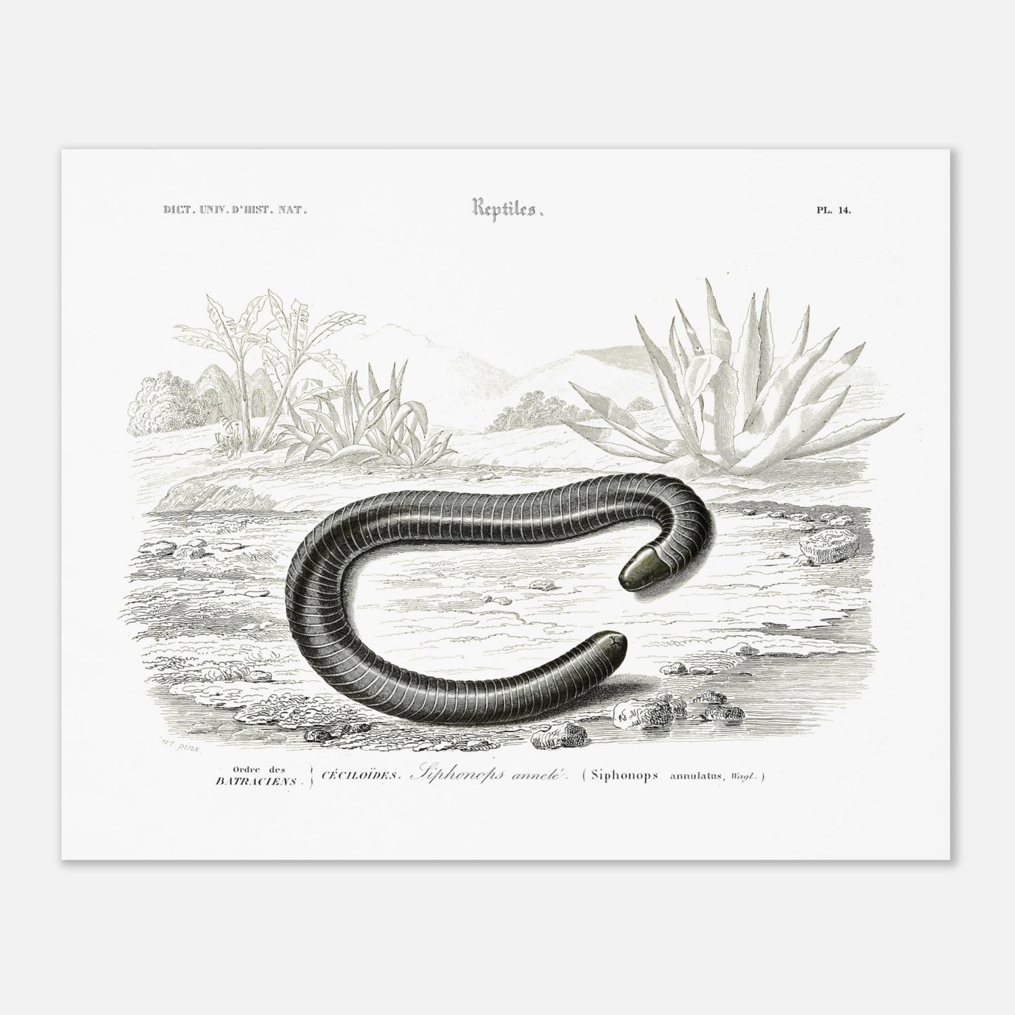 Planche scientifique Siphonops annelé - Charles d'Orbigny (40x50 cm). Planche d'illustration scientifique du Dictionnaire Universel d'Histoire Naturelle de Charles d'Orbigny, montrant un Siphonops annelé et d'autres mollusques gastéropodes.