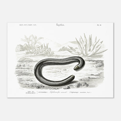 Planche scientifique Siphonops annelé - Charles d'Orbigny (42x59,4 cm (A2)). Planche d'illustration scientifique du Dictionnaire Universel d'Histoire Naturelle de Charles d'Orbigny, montrant un Siphonops annelé et d'autres mollusques gastéropodes.