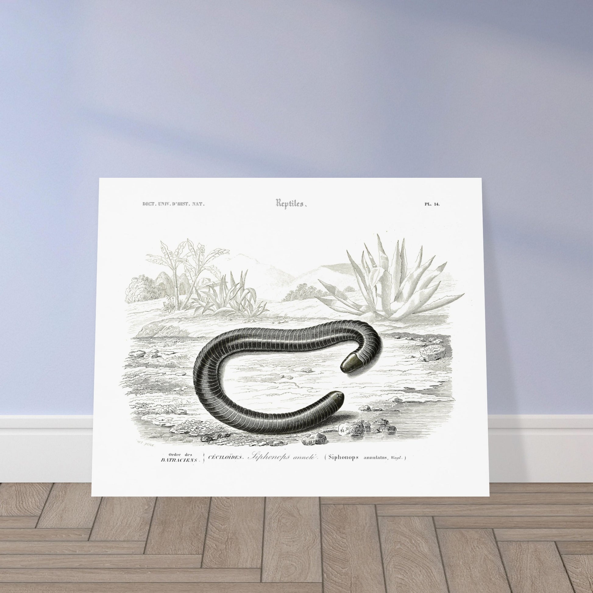 Planche scientifique Siphonops annelé - Charles d'Orbigny. Planche d'illustration scientifique du Dictionnaire Universel d'Histoire Naturelle de Charles d'Orbigny, montrant un Siphonops annelé et d'autres mollusques gastéropodes. Image d'illustration 5