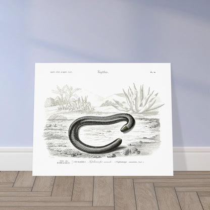 Planche scientifique Siphonops annelé - Charles d'Orbigny. Planche d'illustration scientifique du Dictionnaire Universel d'Histoire Naturelle de Charles d'Orbigny, montrant un Siphonops annelé et d'autres mollusques gastéropodes. Image d'illustration 5
