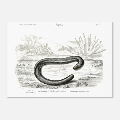 Planche scientifique Siphonops annelé - Charles d'Orbigny (50x70 cm). Planche d'illustration scientifique du Dictionnaire Universel d'Histoire Naturelle de Charles d'Orbigny, montrant un Siphonops annelé et d'autres mollusques gastéropodes.