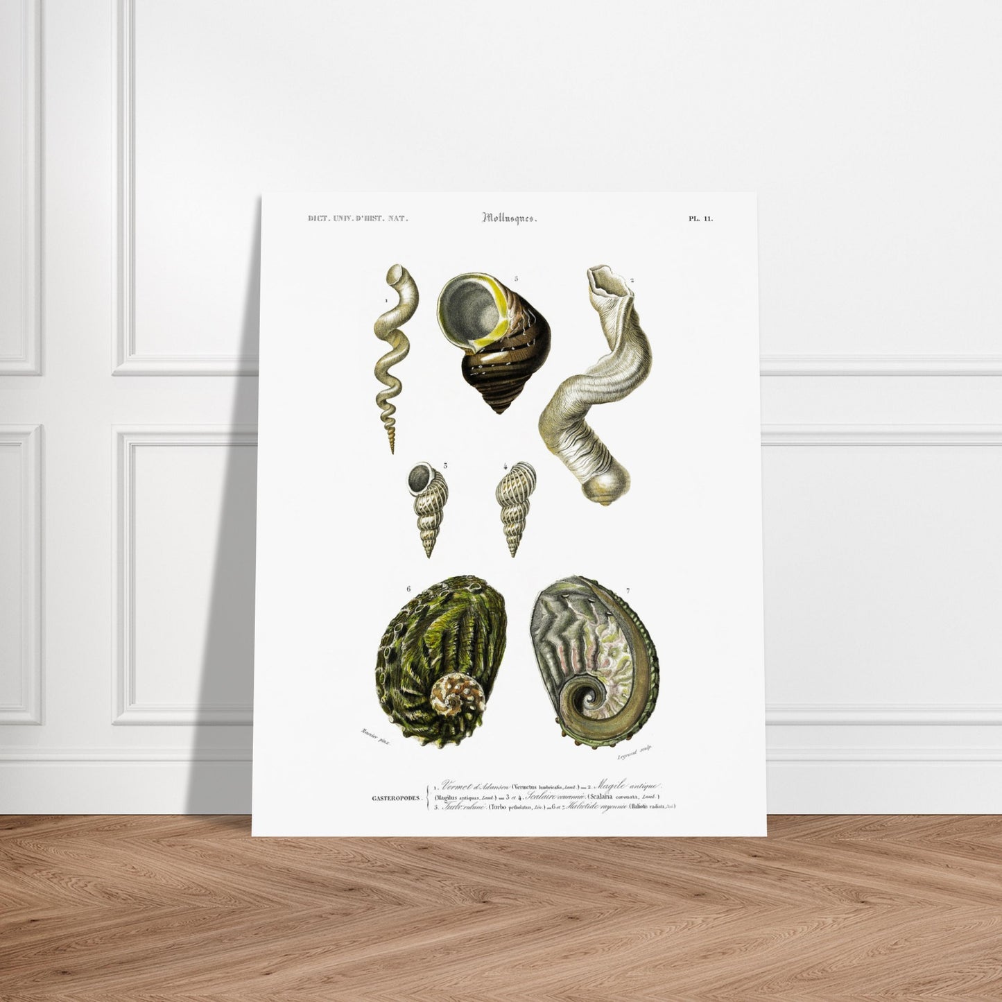 Planche de reptiles : Eryx de Duvaucel et Boa levin - d'Orbigny. Planche d'illustration scientifique du Dictionnaire Universel d'Histoire Naturelle de Charles d'Orbigny, montrant un reptile de type serpent, identifié comme "Eryx de Duvaucel", et un serpent à motifs jaunes et noirs, identifié comme "Boa levin". Image d'illustration 5