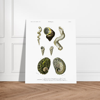 Planche de reptiles : Eryx de Duvaucel et Boa levin - d'Orbigny. Planche d'illustration scientifique du Dictionnaire Universel d'Histoire Naturelle de Charles d'Orbigny, montrant un reptile de type serpent, identifié comme "Eryx de Duvaucel", et un serpent à motifs jaunes et noirs, identifié comme "Boa levin". Image d'illustration 5