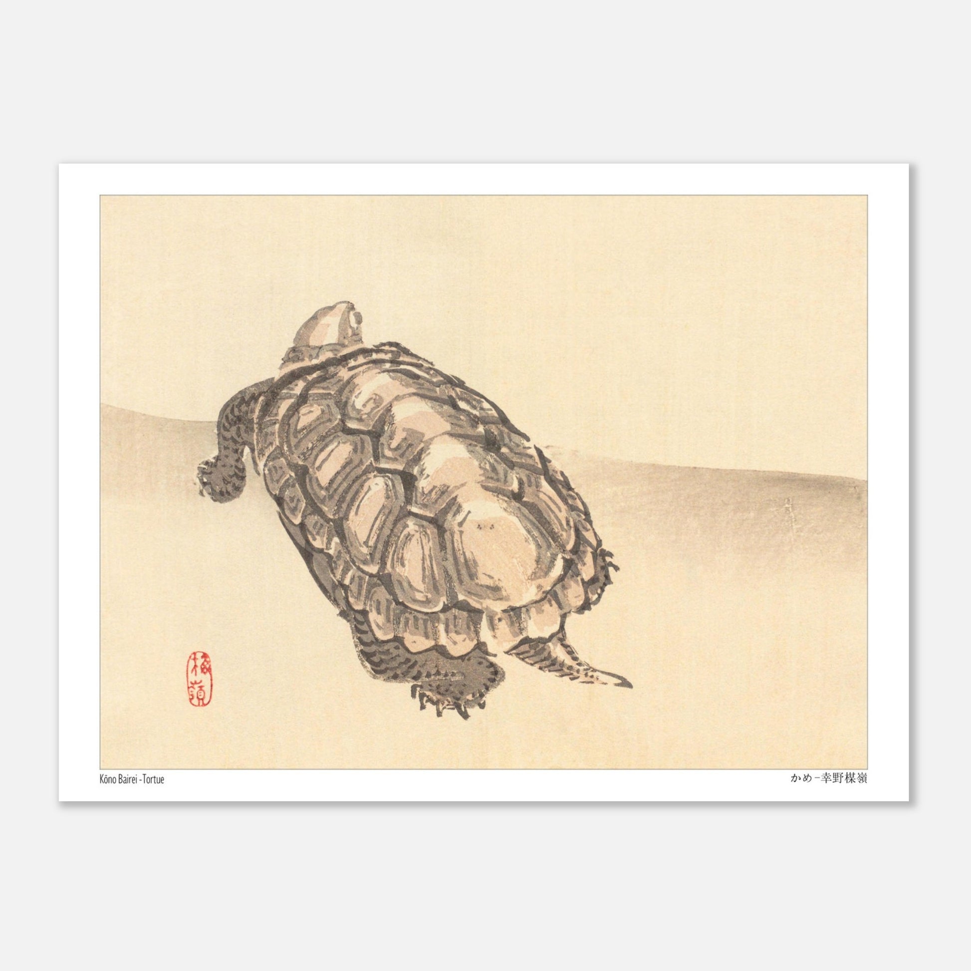 Illustration naturaliste d'une tortue par l'artiste japonais Kōno Bairei (15x20 cm). Illustration d'une tortue vue de dessus sur un fond clair, par Kōno Bairei.