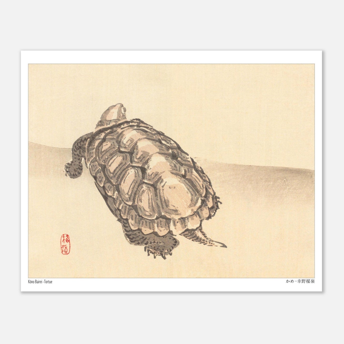 Illustration naturaliste d'une tortue par l'artiste japonais Kōno Bairei (20x25 cm). Illustration d'une tortue vue de dessus sur un fond clair, par Kōno Bairei.