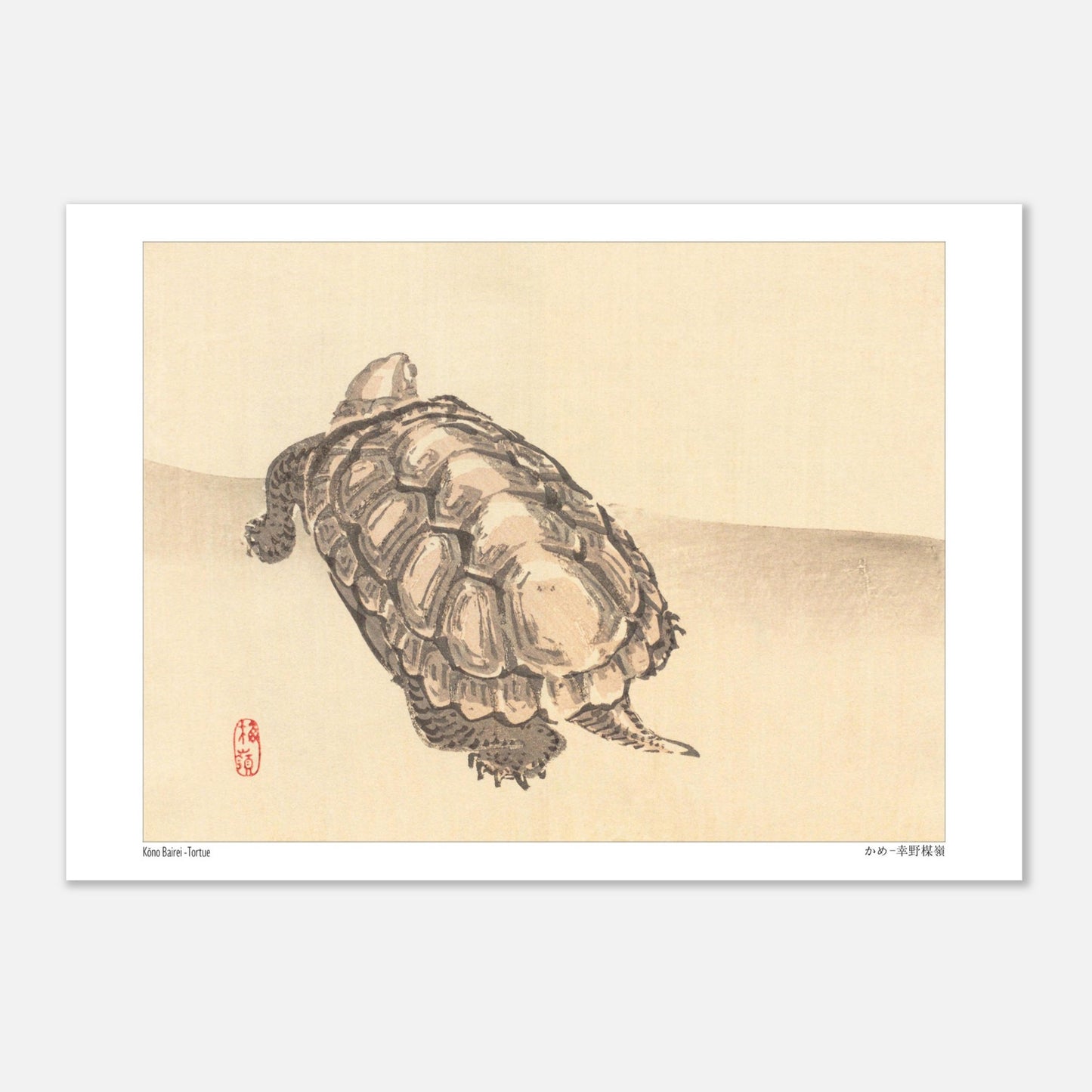 Illustration naturaliste d'une tortue par l'artiste japonais Kōno Bairei (21x29,7 cm (A4)). Illustration d'une tortue vue de dessus sur un fond clair, par Kōno Bairei.