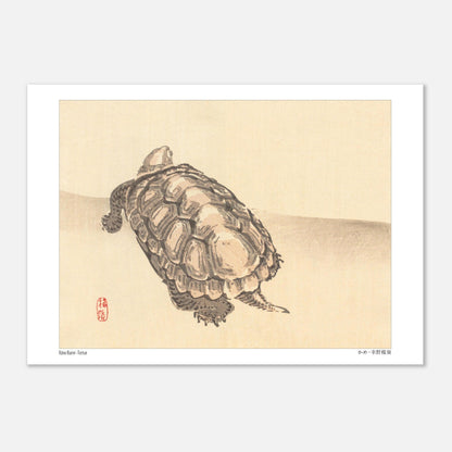 Illustration naturaliste d'une tortue par l'artiste japonais Kōno Bairei (21x29,7 cm (A4)). Illustration d'une tortue vue de dessus sur un fond clair, par Kōno Bairei.