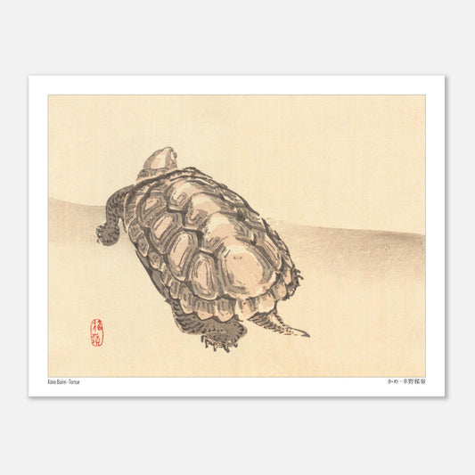 Illustration naturaliste d'une tortue par l'artiste japonais Kōno Bairei (27x35 cm). Illustration d'une tortue vue de dessus sur un fond clair, par Kōno Bairei.