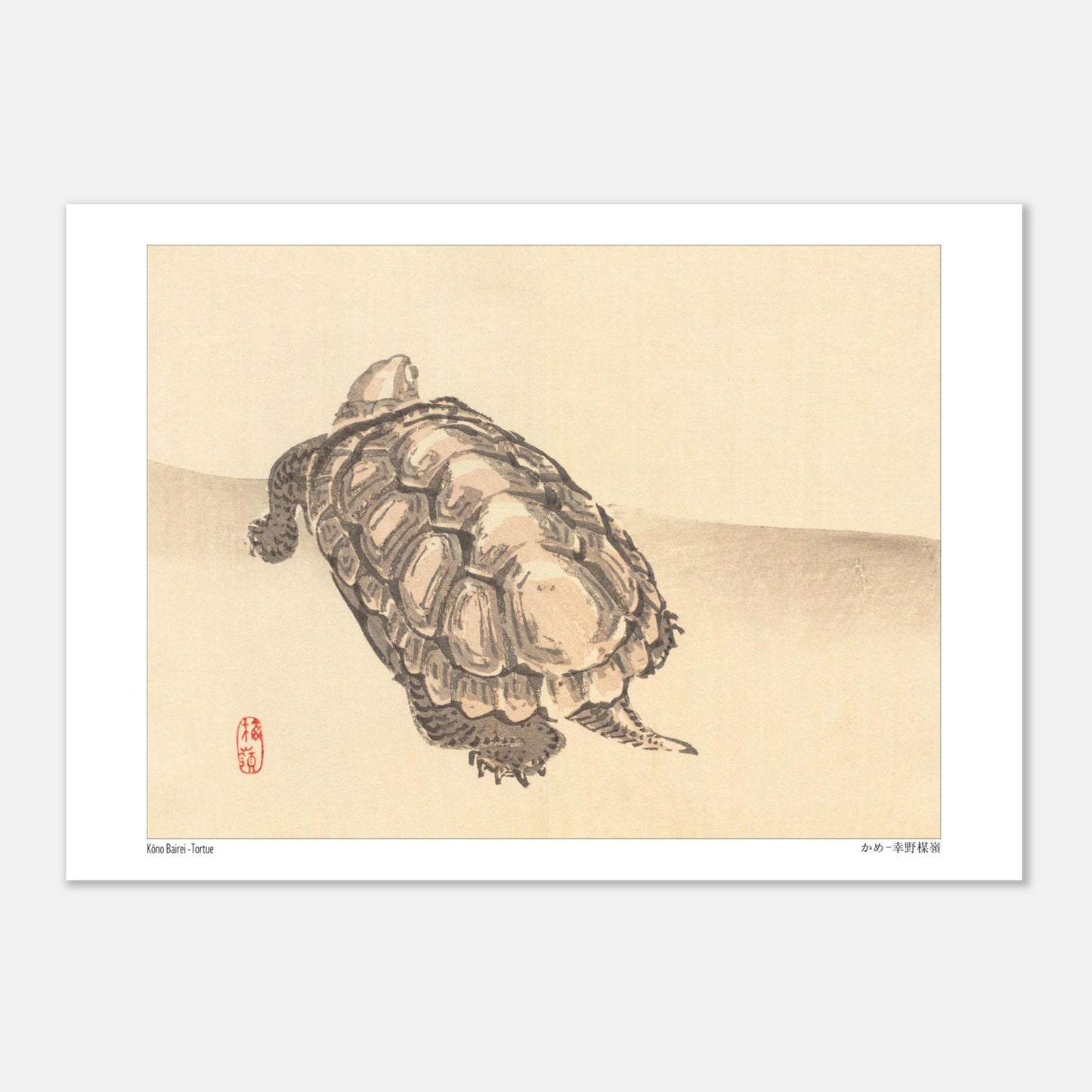 Illustration naturaliste d'une tortue par l'artiste japonais Kōno Bairei (29,7x42 cm (A3)). Illustration d'une tortue vue de dessus sur un fond clair, par Kōno Bairei.