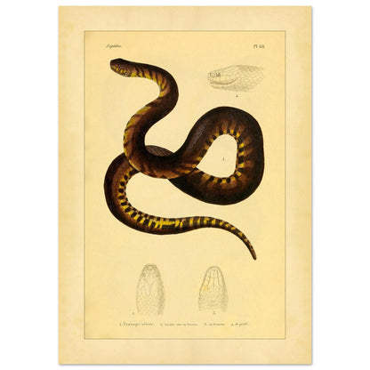 Illustration der Schlange Uranops sévère (Helicops de Leprieur) (21x29,7 cm (A4)). Alte Illustrationstafel mit der Darstellung einer Schlange, des strengen Uranops, mit detaillierten Darstellungen ihres Kopfes von oben, von unten und im Profil.