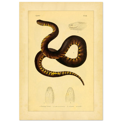 Illustration der Schlange Uranops sévère (Helicops de Leprieur) (29,7x42 cm (A3)). Alte Illustrationstafel mit der Darstellung einer Schlange, des strengen Uranops, mit detaillierten Darstellungen ihres Kopfes von oben, von unten und im Profil.