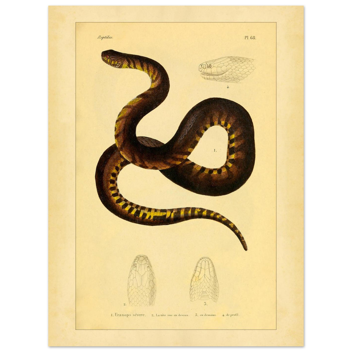 Illustration der Schlange Uranops sévère (Helicops de Leprieur) (30x40 cm). Alte Illustrationstafel mit der Darstellung einer Schlange, des strengen Uranops, mit detaillierten Darstellungen ihres Kopfes von oben, von unten und im Profil.