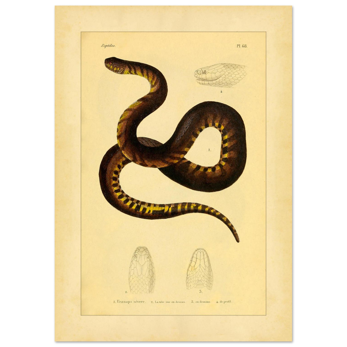Illustration der Schlange Uranops sévère (Helicops de Leprieur) (42x59,4 cm (A2)). Alte Illustrationstafel mit der Darstellung einer Schlange, des strengen Uranops, mit detaillierten Darstellungen ihres Kopfes von oben, von unten und im Profil.