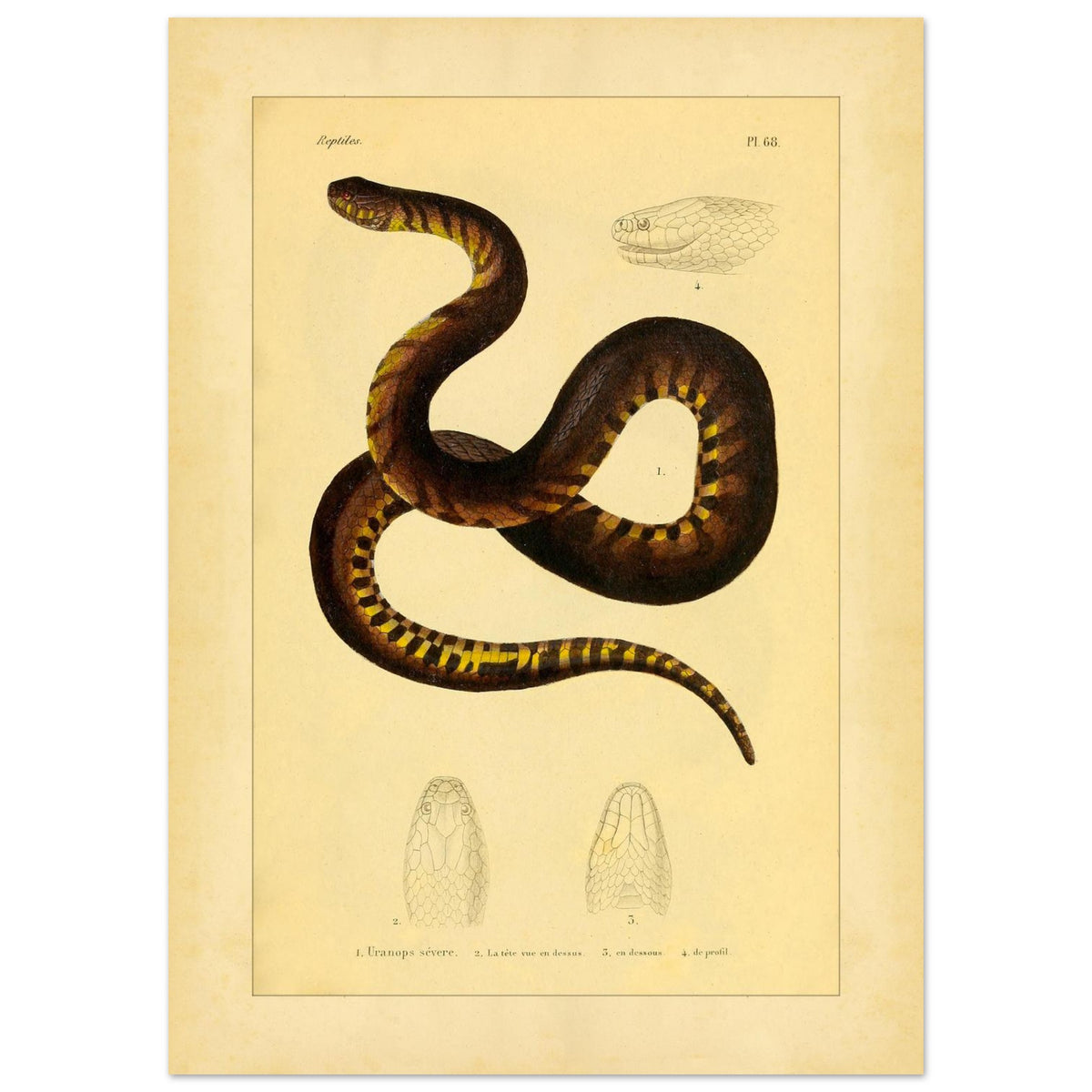 Illustration der Schlange Uranops sévère (Helicops de Leprieur) (50x70 cm). Alte Illustrationstafel mit der Darstellung einer Schlange, des strengen Uranops, mit detaillierten Darstellungen ihres Kopfes von oben, von unten und im Profil.