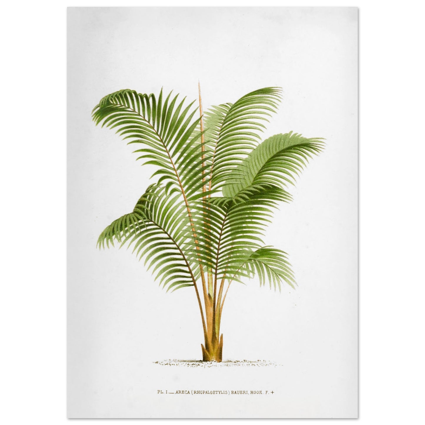 Planche botanique ancienne Areca Baueri (Rhopalostylis) par De Pannemaker (29,7x42 cm (A3)). Illustration botanique de l'Areca Baueri (Rhopalostylis), un palmier aux feuilles vertes et pennées, avec un tronc fin et un feuillage luxuriant.