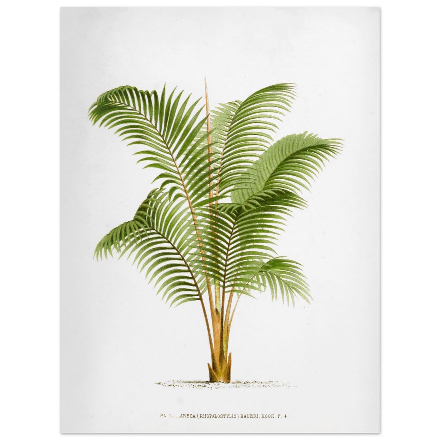 Planche botanique ancienne Areca Baueri (Rhopalostylis) par De Pannemaker (30x40 cm). Illustration botanique de l'Areca Baueri (Rhopalostylis), un palmier aux feuilles vertes et pennées, avec un tronc fin et un feuillage luxuriant.