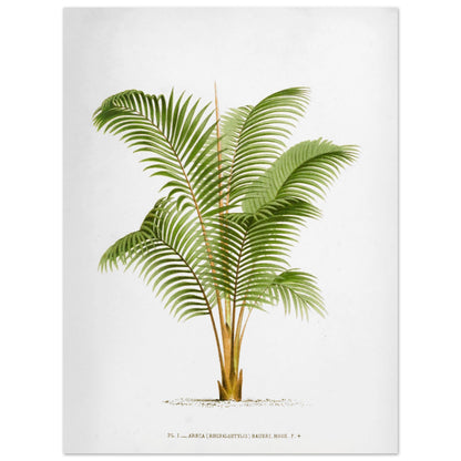 Planche botanique ancienne Areca Baueri (Rhopalostylis) par De Pannemaker (30x40 cm). Illustration botanique de l'Areca Baueri (Rhopalostylis), un palmier aux feuilles vertes et pennées, avec un tronc fin et un feuillage luxuriant.