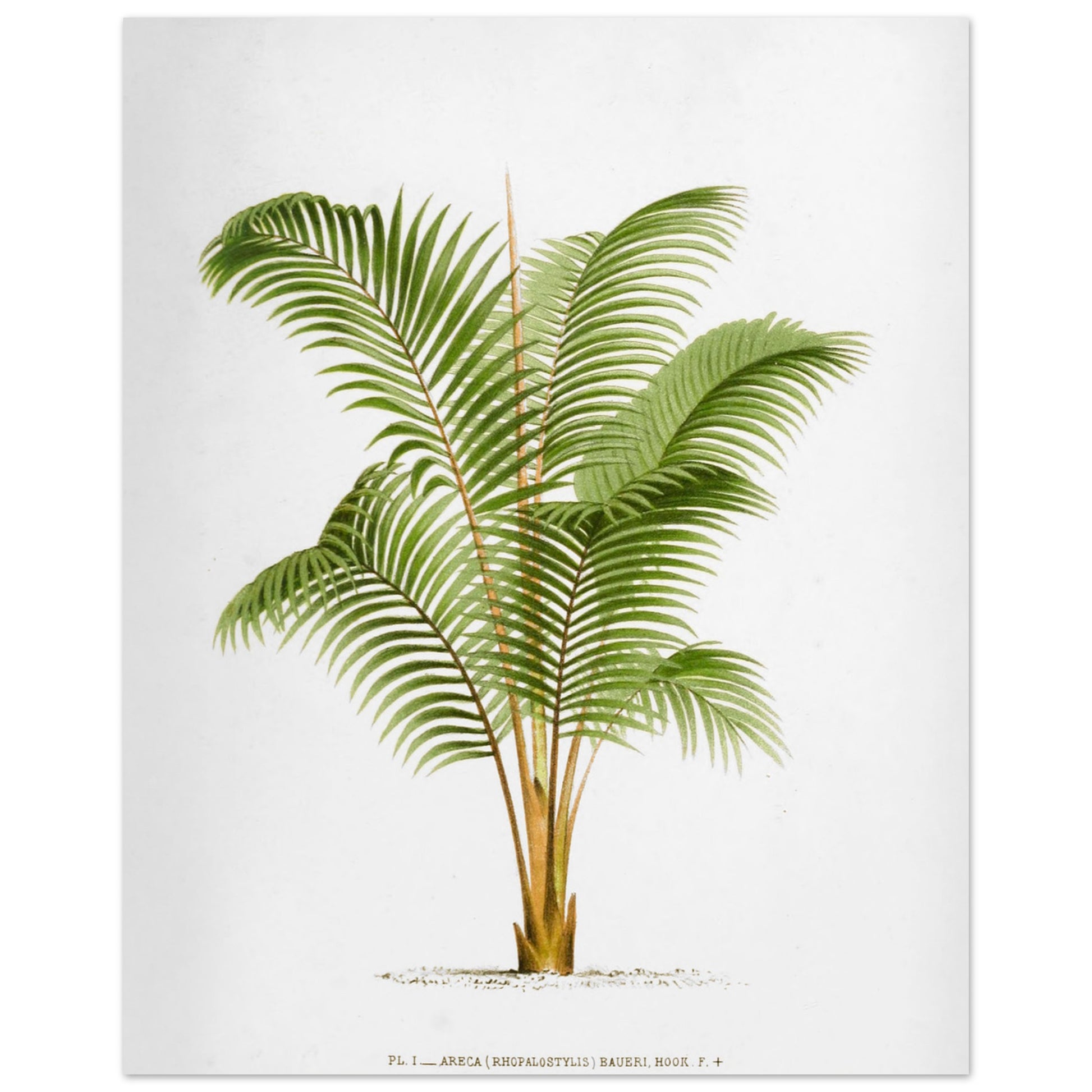 Planche botanique ancienne Areca Baueri (Rhopalostylis) par De Pannemaker (40x50 cm). Illustration botanique de l'Areca Baueri (Rhopalostylis), un palmier aux feuilles vertes et pennées, avec un tronc fin et un feuillage luxuriant.