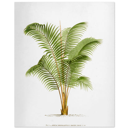 Planche botanique ancienne Areca Baueri (Rhopalostylis) par De Pannemaker (40x50 cm). Illustration botanique de l'Areca Baueri (Rhopalostylis), un palmier aux feuilles vertes et pennées, avec un tronc fin et un feuillage luxuriant.