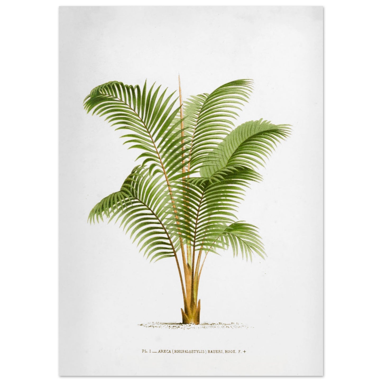 Planche botanique ancienne Areca Baueri (Rhopalostylis) par De Pannemaker (50x70 cm). Illustration botanique de l'Areca Baueri (Rhopalostylis), un palmier aux feuilles vertes et pennées, avec un tronc fin et un feuillage luxuriant.