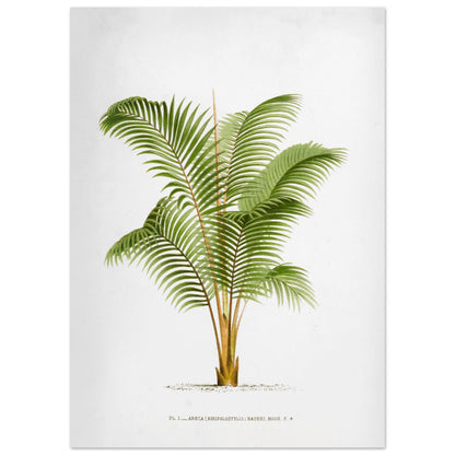 Planche botanique ancienne Areca Baueri (Rhopalostylis) par De Pannemaker (50x70 cm). Illustration botanique de l'Areca Baueri (Rhopalostylis), un palmier aux feuilles vertes et pennées, avec un tronc fin et un feuillage luxuriant.