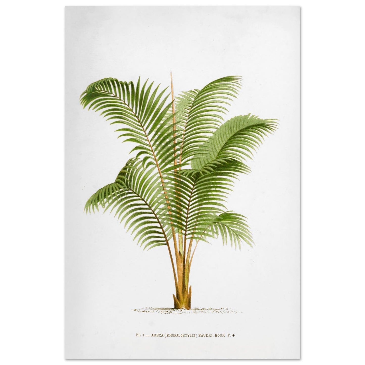 Planche botanique ancienne Areca Baueri (Rhopalostylis) par De Pannemaker (60x90 cm). Illustration botanique de l'Areca Baueri (Rhopalostylis), un palmier aux feuilles vertes et pennées, avec un tronc fin et un feuillage luxuriant.