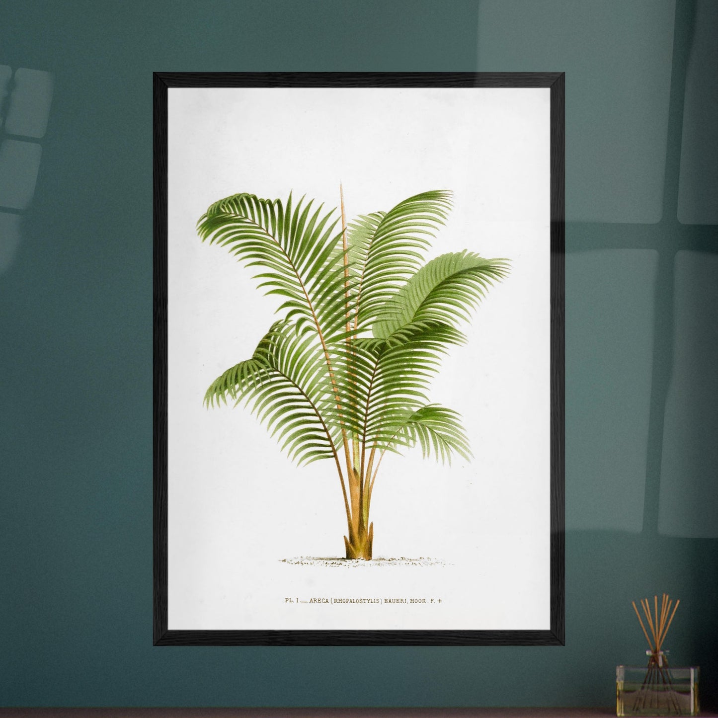 Planche botanique ancienne Areca Baueri (Rhopalostylis) par De Pannemaker. Illustration botanique de l'Areca Baueri (Rhopalostylis), un palmier aux feuilles vertes et pennées, avec un tronc fin et un feuillage luxuriant. Image d'illustration 8