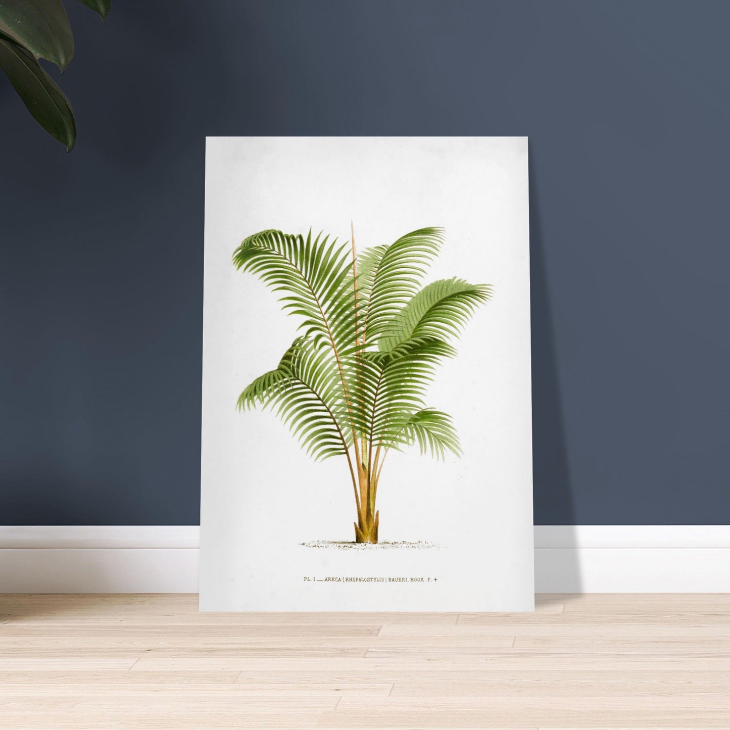 Planche botanique ancienne Areca Baueri (Rhopalostylis) par De Pannemaker. Illustration botanique de l'Areca Baueri (Rhopalostylis), un palmier aux feuilles vertes et pennées, avec un tronc fin et un feuillage luxuriant. Image d'illustration 9