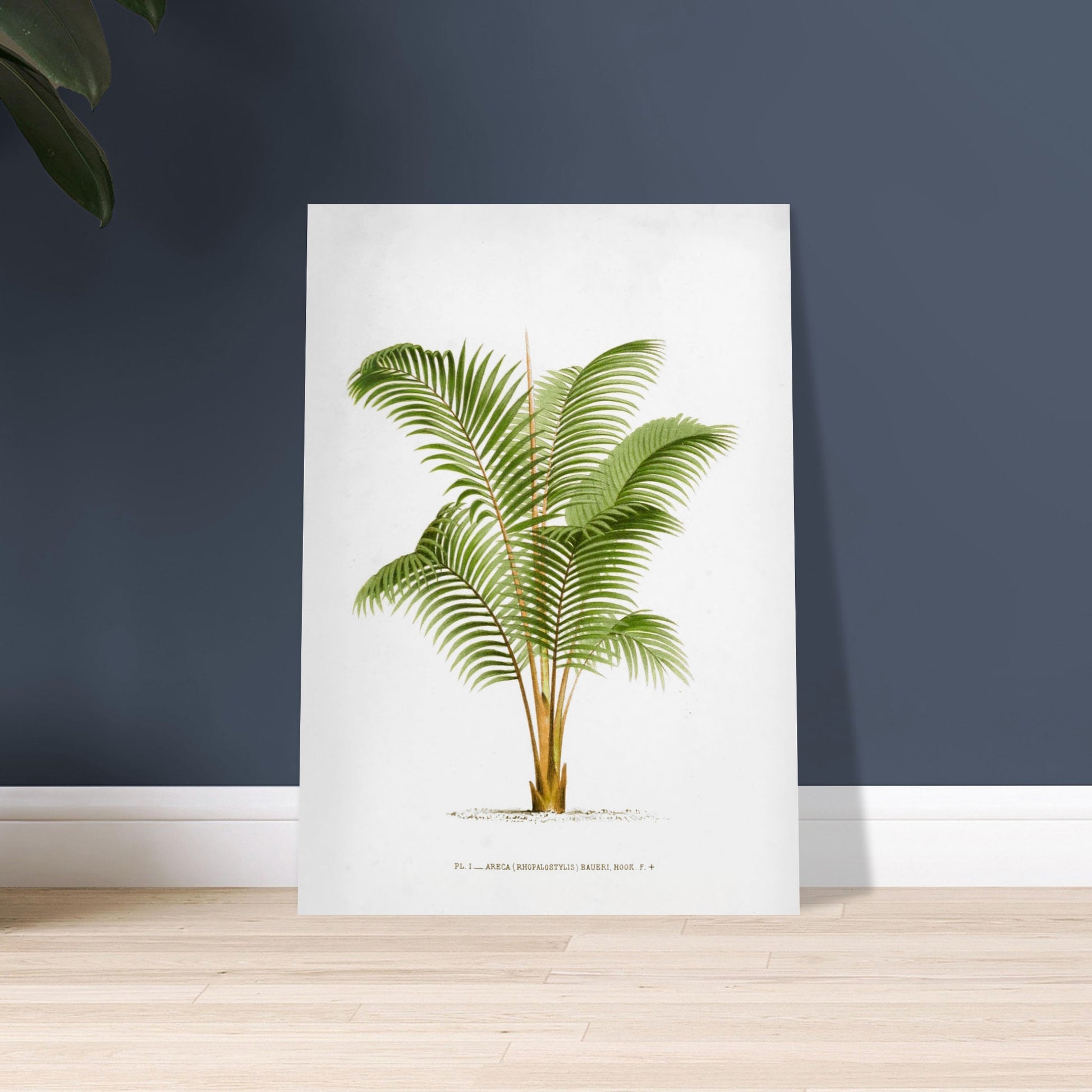 Planche botanique ancienne Areca Baueri (Rhopalostylis) par De Pannemaker. Illustration botanique de l'Areca Baueri (Rhopalostylis), un palmier aux feuilles vertes et pennées, avec un tronc fin et un feuillage luxuriant. Image d'illustration 9