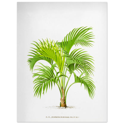 Planche botanique Kentia Belmoreana (Grisebachia) (30x40 cm). Illustration botanique du Kentia Belmoreana (Grisebachia), un palmier aux feuilles vertes pennées et arquées, émanant d'un tronc fin.