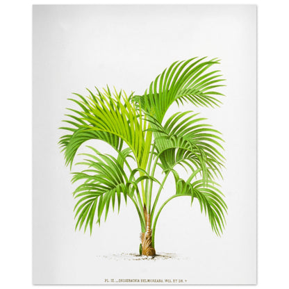 Planche botanique Kentia Belmoreana (Grisebachia) (40x50 cm). Illustration botanique du Kentia Belmoreana (Grisebachia), un palmier aux feuilles vertes pennées et arquées, émanant d'un tronc fin.