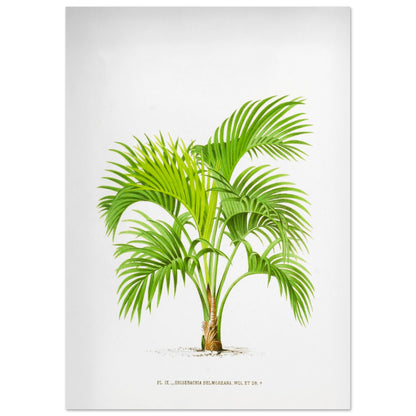 Planche botanique Kentia Belmoreana (Grisebachia) (42x59,4 cm (A2)). Illustration botanique du Kentia Belmoreana (Grisebachia), un palmier aux feuilles vertes pennées et arquées, émanant d'un tronc fin.
