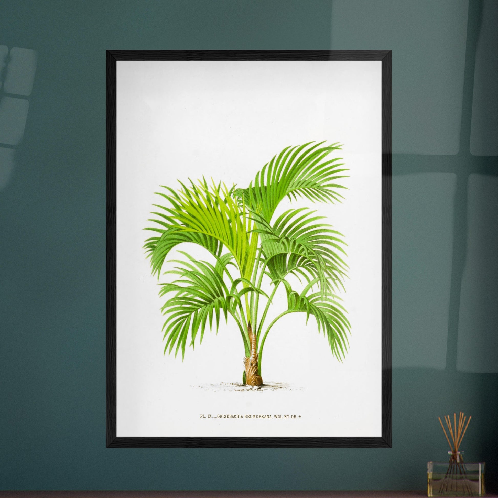 Planche botanique Kentia Belmoreana (Grisebachia). Illustration botanique du Kentia Belmoreana (Grisebachia), un palmier aux feuilles vertes pennées et arquées, émanant d'un tronc fin. Image d'illustration 8