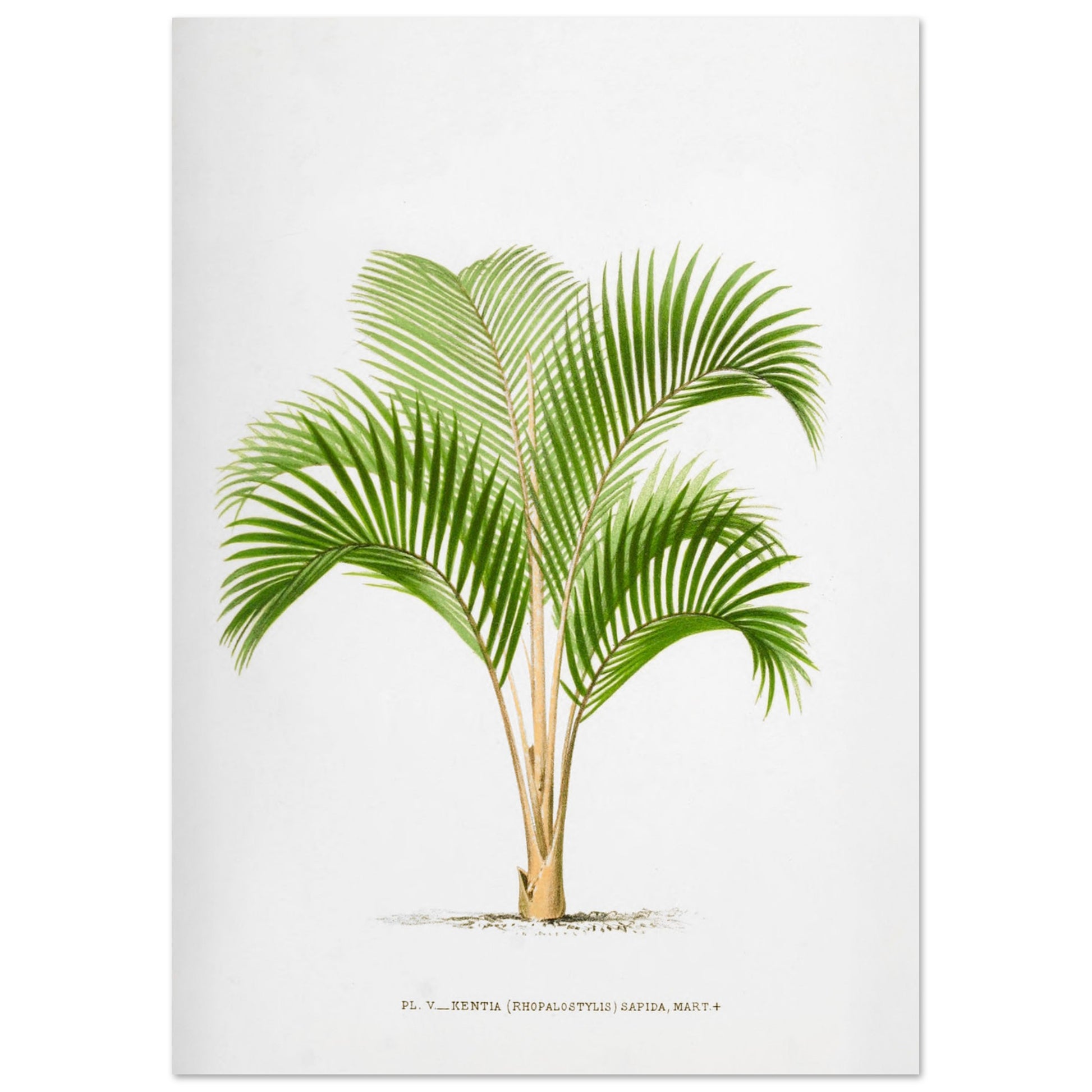 Planche botanique vintage : Kentia sapida (Rhopalostylis) de Nouvelle-Z)lande (29,7x42 cm (A3)). Planche botanique ancienne de Kentia Sapida (Rhopalostylis), un palmier de Nouvelle-Zélande, illustrée par De Pannemaker.
