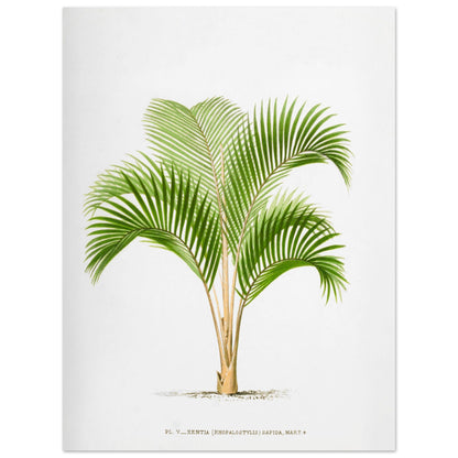 Planche botanique vintage : Kentia sapida (Rhopalostylis) de Nouvelle-Z)lande (30x40 cm). Planche botanique ancienne de Kentia Sapida (Rhopalostylis), un palmier de Nouvelle-Zélande, illustrée par De Pannemaker.
