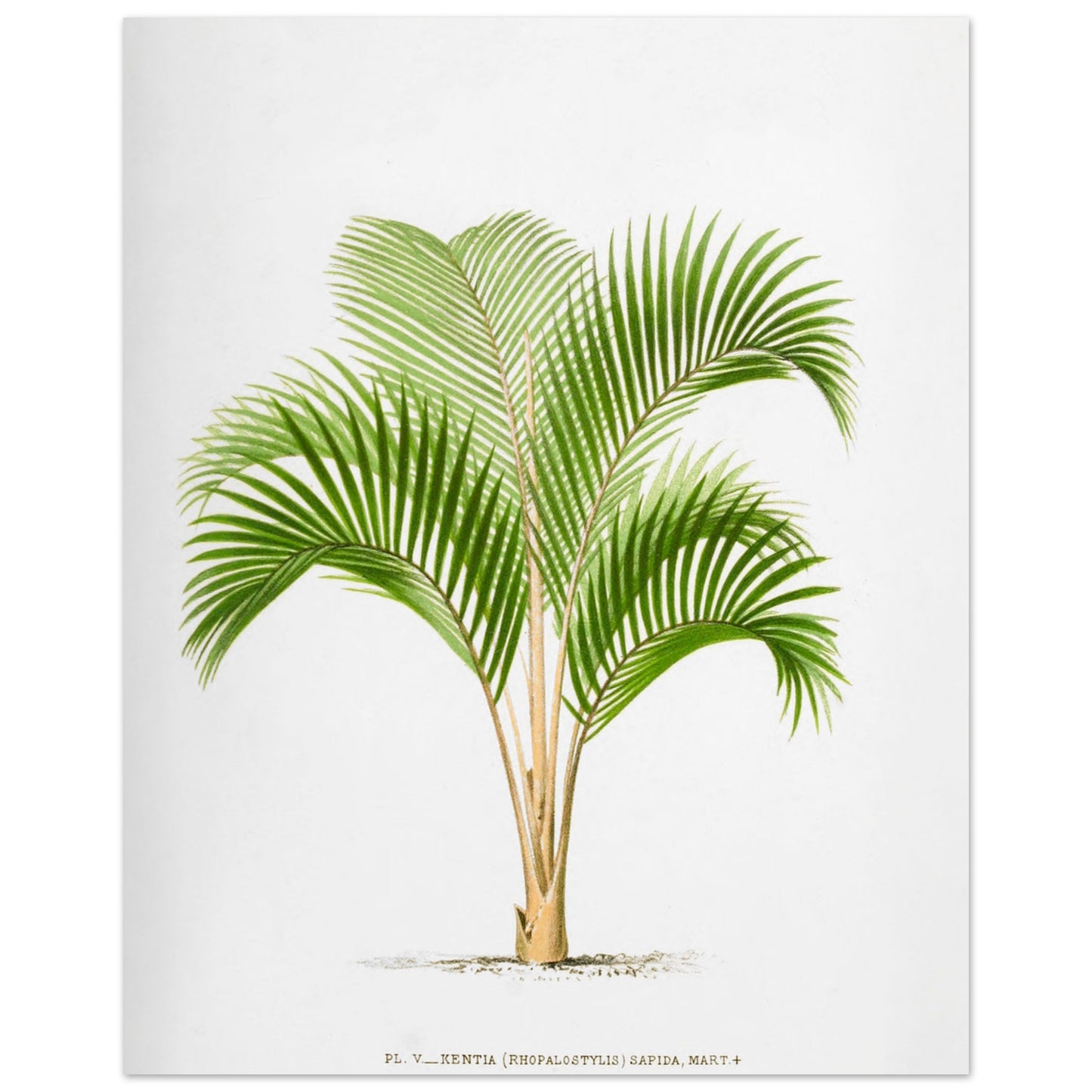 Planche botanique vintage : Kentia sapida (Rhopalostylis) de Nouvelle-Z)lande (40x50 cm). Planche botanique ancienne de Kentia Sapida (Rhopalostylis), un palmier de Nouvelle-Zélande, illustrée par De Pannemaker.