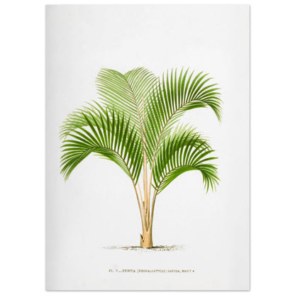 Planche botanique vintage : Kentia sapida (Rhopalostylis) de Nouvelle-Z)lande (50x70 cm). Planche botanique ancienne de Kentia Sapida (Rhopalostylis), un palmier de Nouvelle-Zélande, illustrée par De Pannemaker.