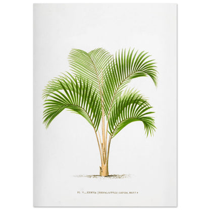 Planche botanique vintage : Kentia sapida (Rhopalostylis) de Nouvelle-Z)lande (59,4x84,1 cm (A1)). Planche botanique ancienne de Kentia Sapida (Rhopalostylis), un palmier de Nouvelle-Zélande, illustrée par De Pannemaker.