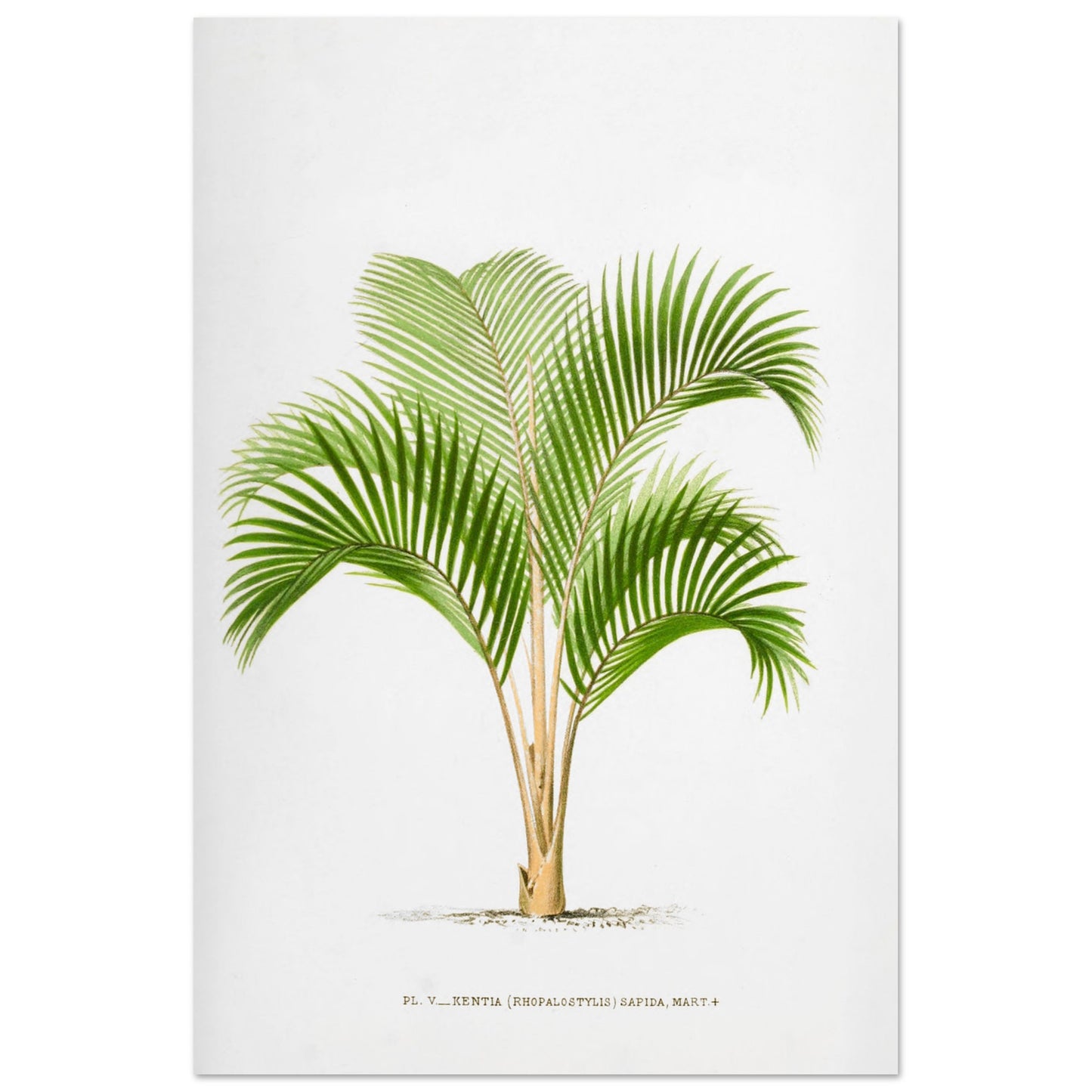 Planche botanique vintage : Kentia sapida (Rhopalostylis) de Nouvelle-Z)lande (60x90 cm). Planche botanique ancienne de Kentia Sapida (Rhopalostylis), un palmier de Nouvelle-Zélande, illustrée par De Pannemaker.