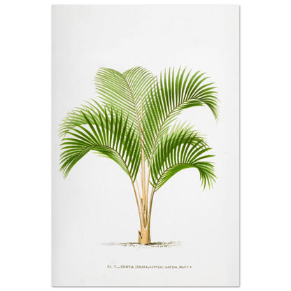 Planche botanique vintage : Kentia sapida (Rhopalostylis) de Nouvelle-Z)lande (60x90 cm). Planche botanique ancienne de Kentia Sapida (Rhopalostylis), un palmier de Nouvelle-Zélande, illustrée par De Pannemaker.