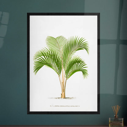Planche botanique vintage : Kentia sapida (Rhopalostylis) de Nouvelle-Z)lande. Planche botanique ancienne de Kentia Sapida (Rhopalostylis), un palmier de Nouvelle-Zélande, illustrée par De Pannemaker. Image d'illustration 8