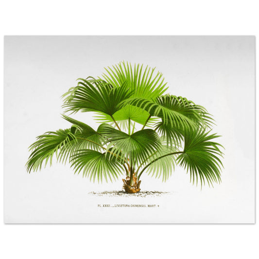 Planche naturaliste ancienne : Livistona chinensis, palmier en )ventail (30x40 cm). Illustration botanique ancienne du palmier Livistona Chinensis.